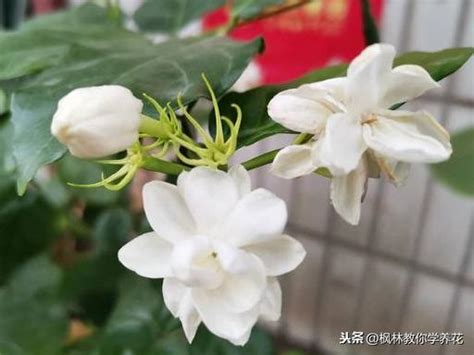 虎頭茉莉花|介紹！「三個」延長「虎頭茉莉」花的「修剪」技巧